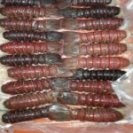 COLA DE LANGOSTA CARIBE