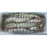 CAMARON BLACK TIGER DE NIGERIA