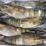 LANGOSTINOS